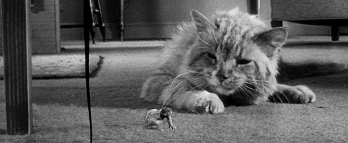 Master incredible shrinking man